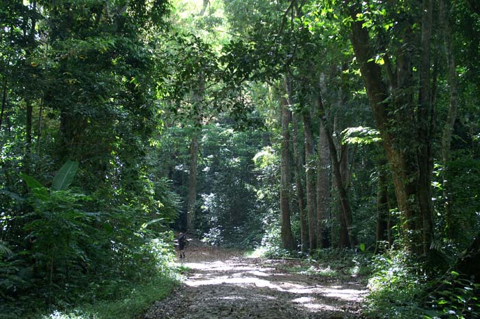 oerwoud, Mount Makiling, Luzon, Filipijnen, bomen, reizen