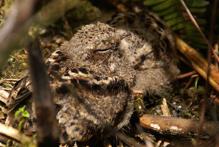 Filippijnse Nachtzwaluw, Caprimulgus manillensis, Mount Kitanglad, Mindanao, Filipijnen