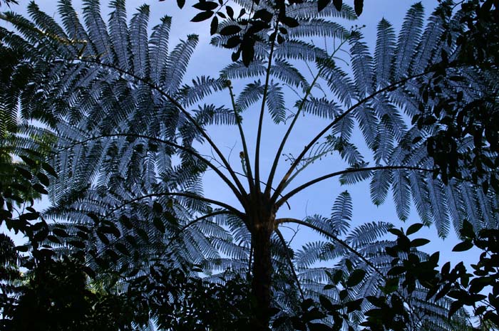 boomvaren, Mount Kitanglad, Mindanao, Filipijnen