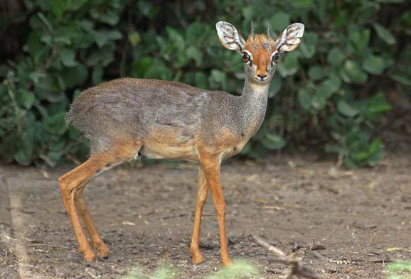 zoogdieren, Harar Dikdik, Madoqua hararnensis, Awash National park, Ethiopi