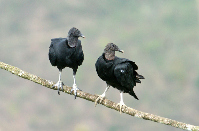 vogels, Zwarte Gier, Sierra de Baturité, Brazilië