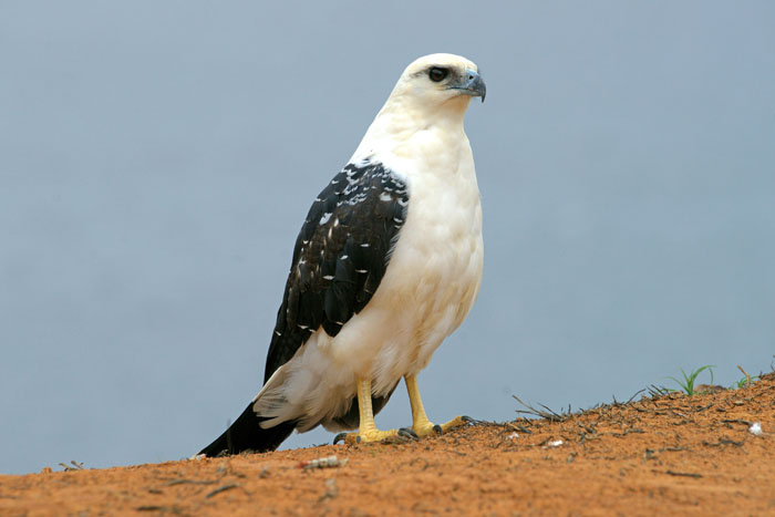 vogels, Grote Bonte Buizerd, Leucopternis albicollis, Rio Negro, Amazonië, Brazilië, reizen