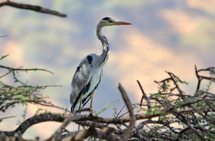 Blauwe Reiger, Ardea cinerea, Debre Zeit, Ethiopië