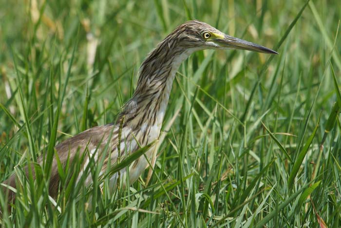 vogels, reigers, Ralreiger, Ardeola ralloides, Hack, Ethiopië, Afrika