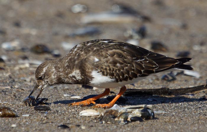 vogels, strand,Steenloper, Arenaria interpres, mossel, Texel