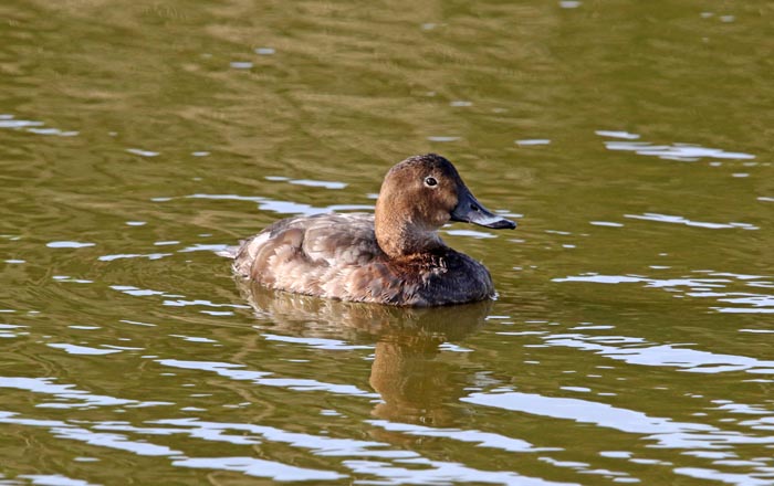 vogels, eenden, Tafeleend, Aythya ferina, Texel