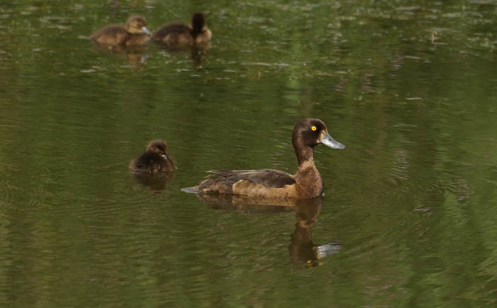 vogels, eenden, Kuifeend, Aythya fuligula, Ceres, Texel