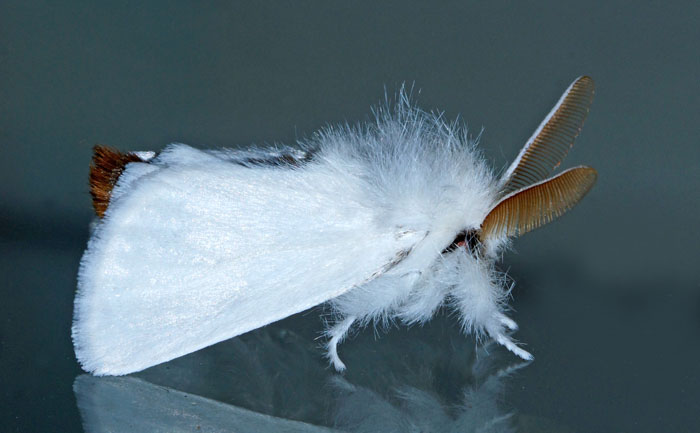 vlinders, Bastaardsatijnvlinder, Euproctis chrysorrhoea