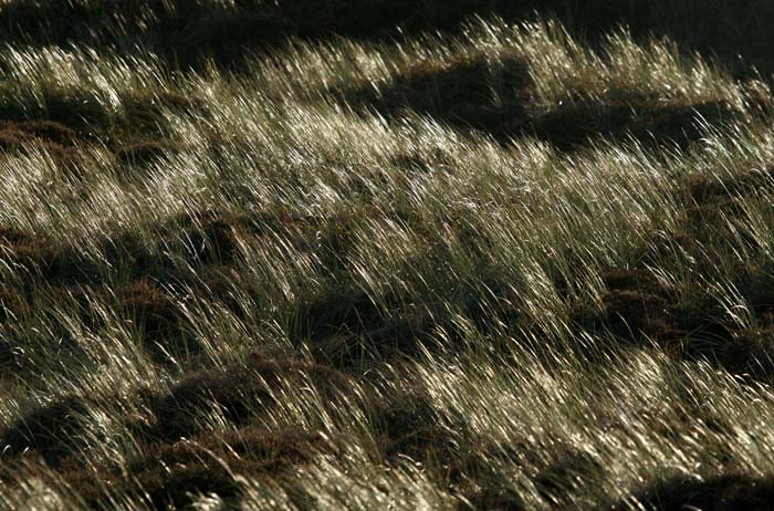 planten, Helm of Helmgras, Ammophila arenaria, duinen, Bollekamer, Texel