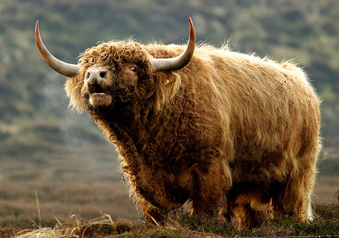 duinen, begrazing Schotse Hooglander, Bollekamer, Texel