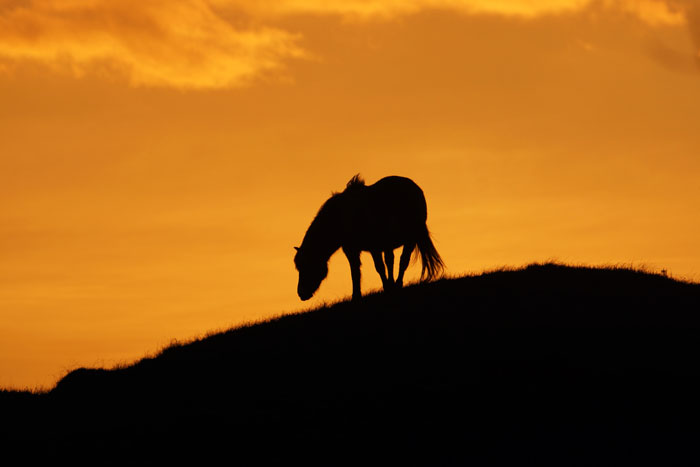 begrazing duingebied, pony, Bollekamer, zonsondergang