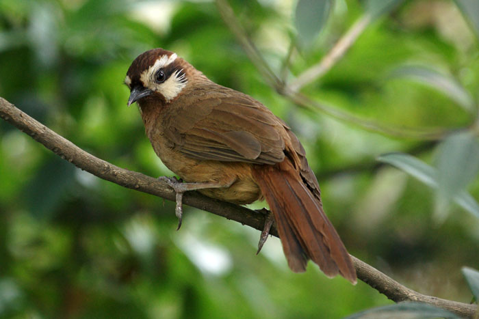 vogels, White-browed Laughing-Thrush, Swinhoes Lijstergaai, Garrulax sannio, Chengdu, China, reizen