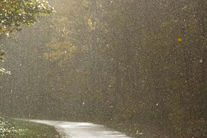 weer, regen, Staatsbossen, de Dennen, Texel