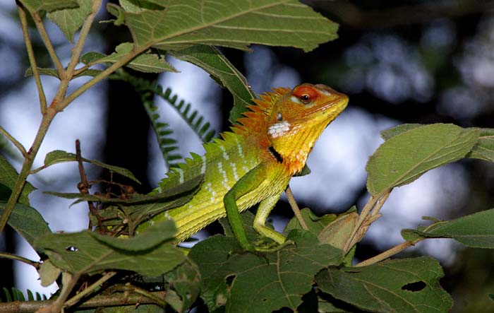 hagedis, Green Garden (Forest) Lizard, Calotes calotes, Sinharaja NP, Sri Lanka, reizen