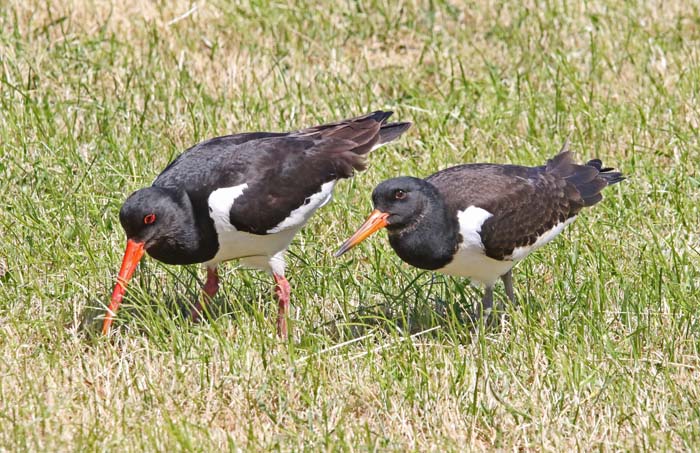 Scholekster, Haematopus ostralegus, Texel