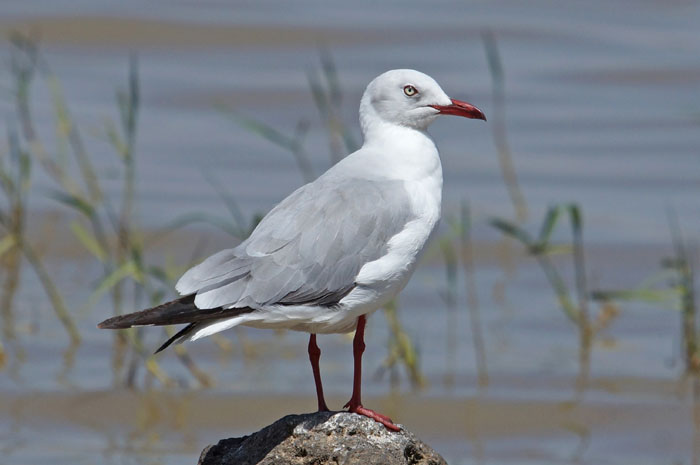 Grijskopmeeuw, Larus cirrocephalus, Ziway, Ethiopië