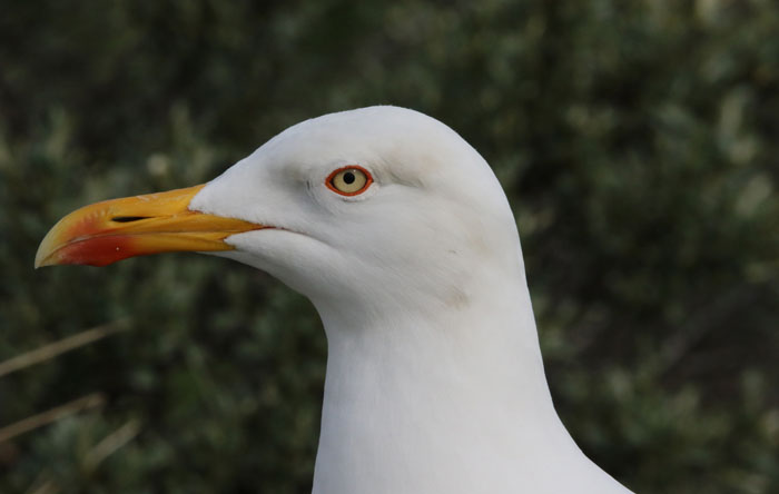 vogels, Kleine Mantelmeeuw, Larus fuscus, De Geul, Texel, waddengebied