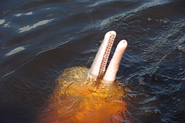 rivierdolfijn Orinocodolfijn Amazone Brazilië