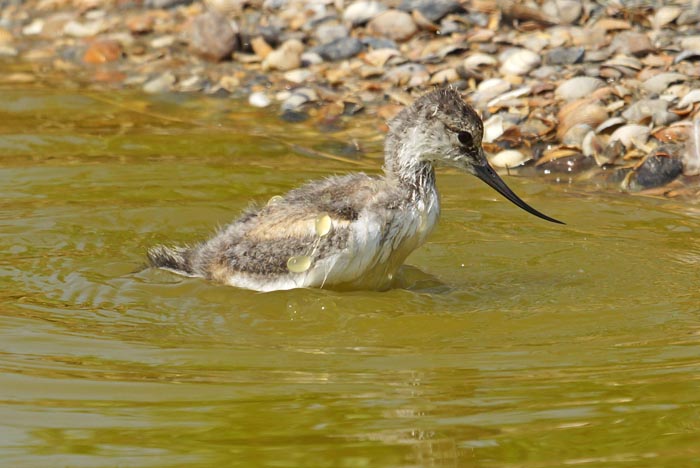 Kluut, Recurvirostra avosetta, Texel, waddengebied