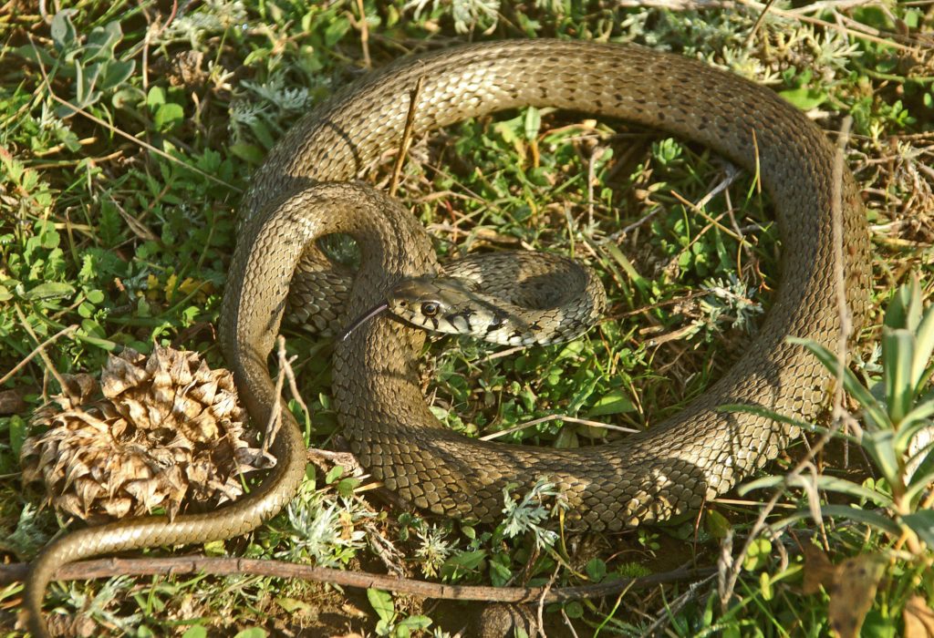 reptielen, slangen, Ringslang, Natrix natrix, Dobrogea, Roemenië