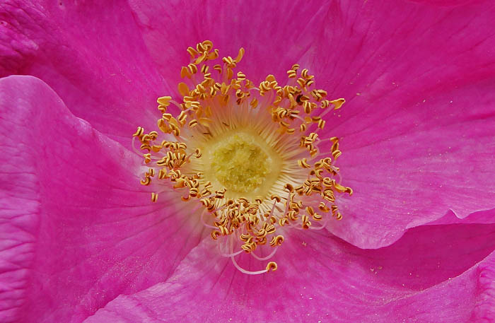 Bloemen, Rimpelroos, Rosa rugosa