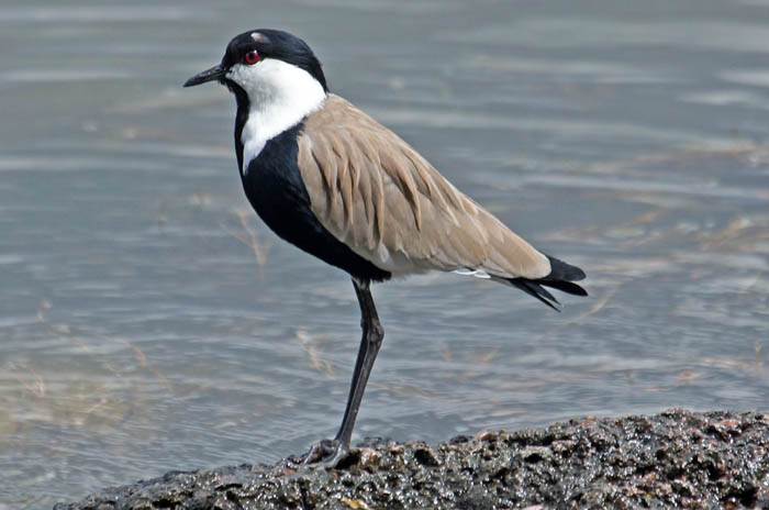 vogels, Sporenkievit, Vanellus spinosus, Awassa, reizen, Ethiopië, Afrika