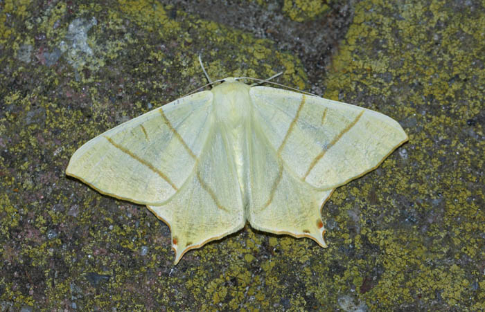 Vliervlinder, Ourapteryx sambucaria, spanners, Texel, waddengebied