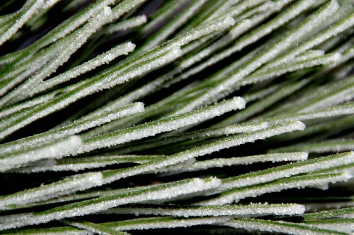 weer, rijp, bomen, den, Texel