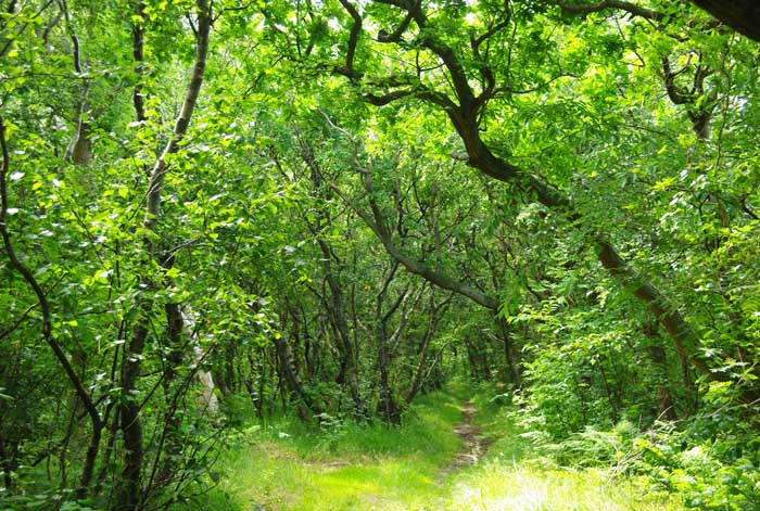 Texel bos De nieuwe Aanleg eikenhakhout