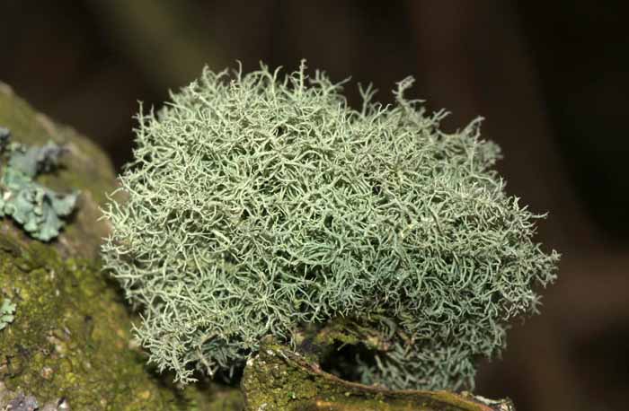 Gewwon baardmos Usnea subfloridana