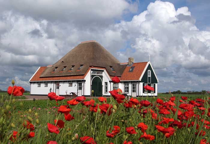 boerderij klaprozen