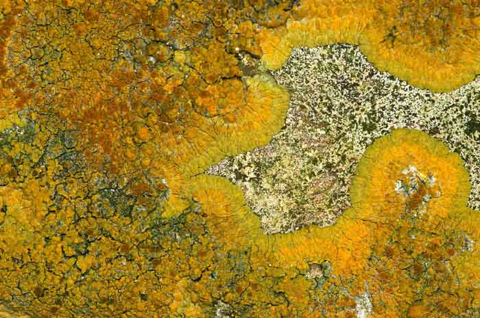 korstmossen Gelobde citroenkorst Variospora flavescens