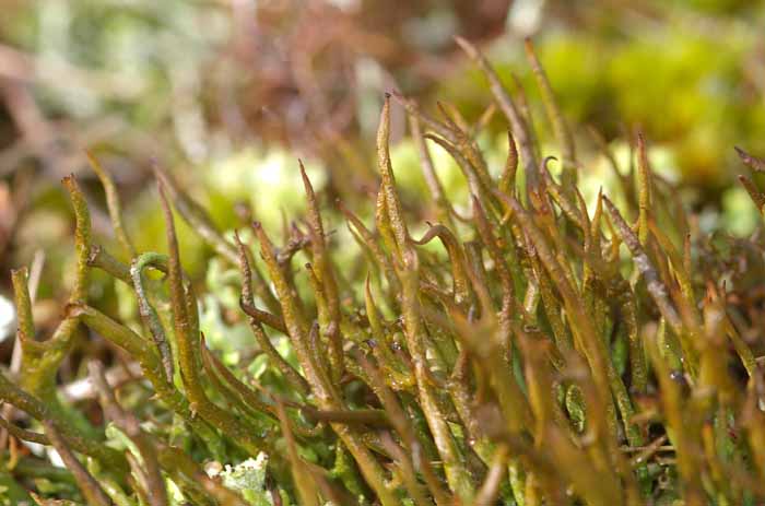 korstmos gevorkt heidestaartje Cladonia furcata
