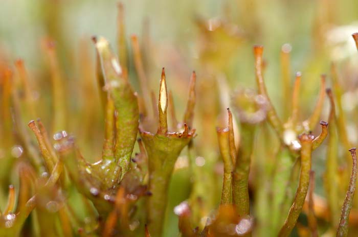 korstmos girafje Cladonia cracilis