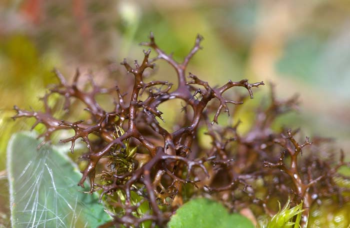 Cetraria muricata fijn kraakloof korstmos