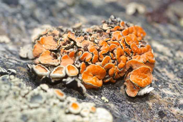 korstmos Rhiziplaca chrysoleuca