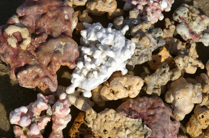 maerl koraal Brazilië