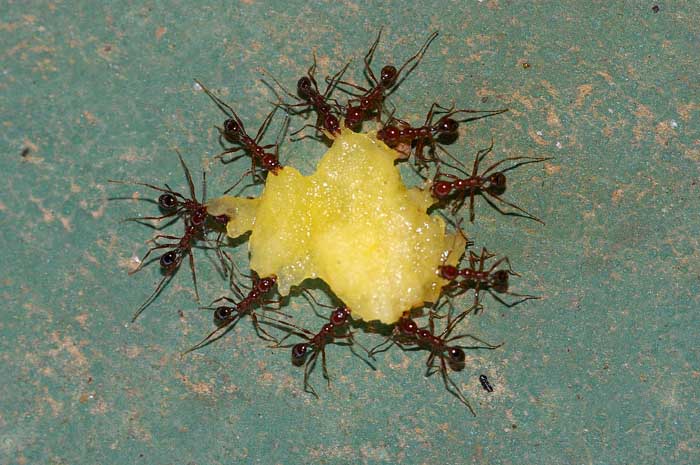 mieren samenwerking Brazilië