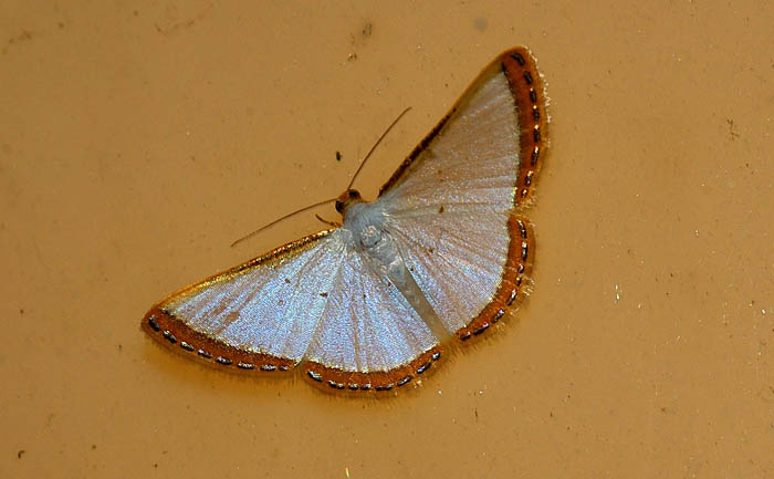 nachtvlinder mot Brazilië