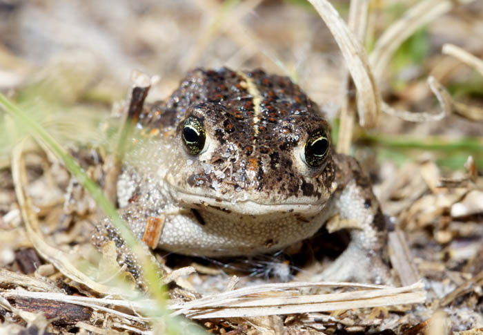 rugstreeppad Texel Epidalia calamita