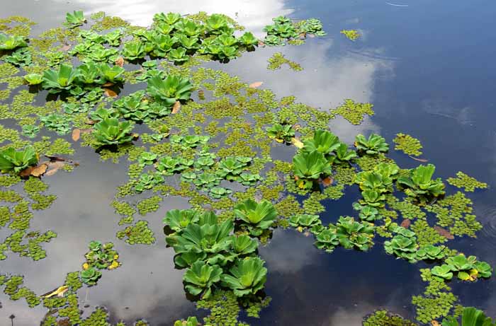 watersla mosselplantje Pistia stratiotes invasieve exoot