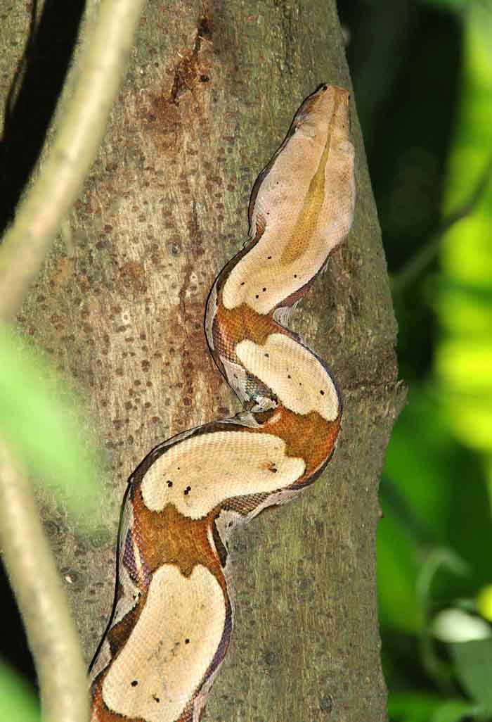 Boa constrictor wurgslang Brazilië