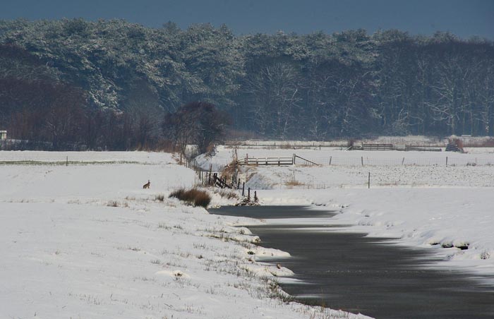 sneeuw Hemmer haas