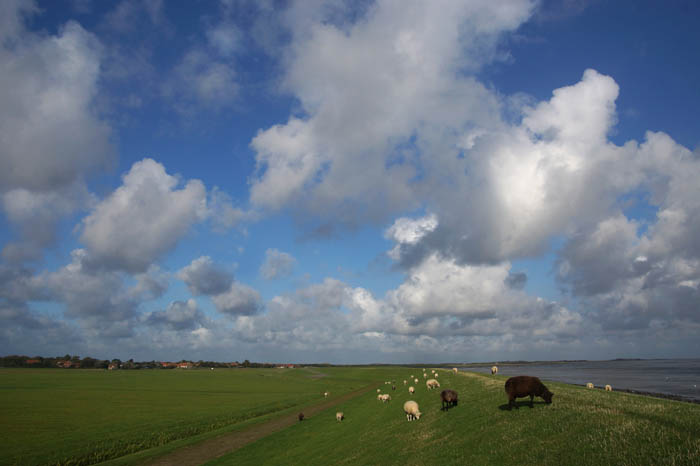 Terschelling dijk polder schapen
