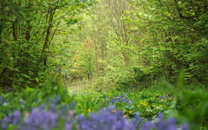 bos voorjaar Tureluur