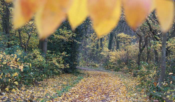 bos Vergeven Hoek herfst