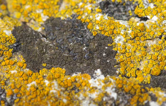 Verrucaria fusconigrescens dijkwerkzaamheden