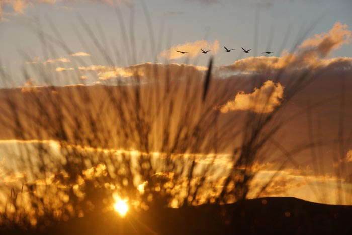 zonsondergang duin ganzen Texel Dollekamer