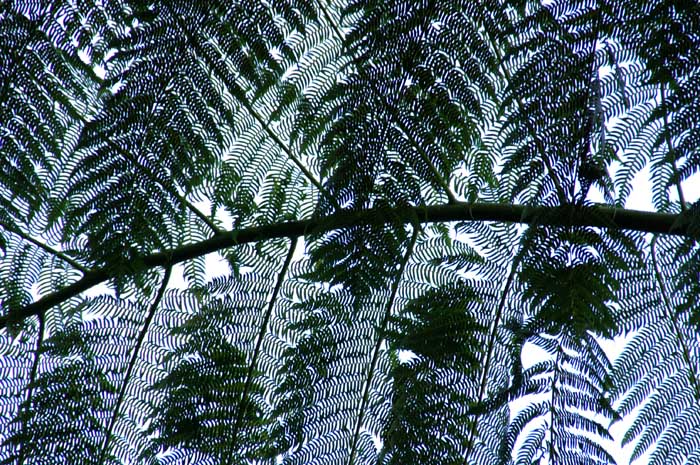 planten, varens, abstract, Mount Kitanglad, Filipijnen