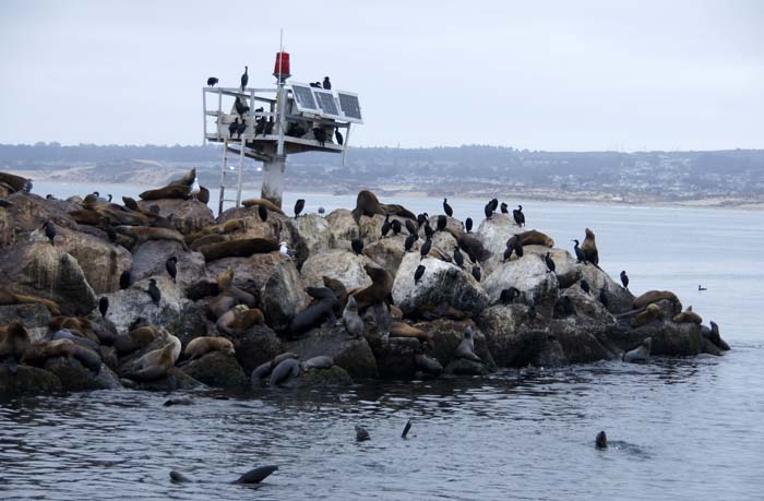 Californische zeeleeuw monterey Californië USA